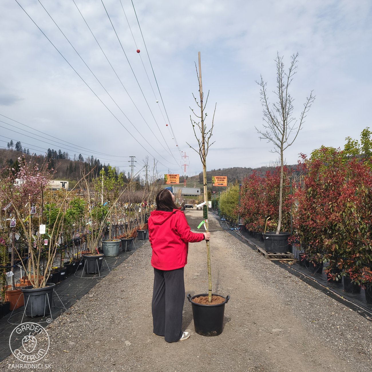 Obrázok Asimina trojlaločná - Banán severu PAW PAW (Asimina triloba) ´PRIMA 1216®´ - výška 270-290 cm, kont. C35L